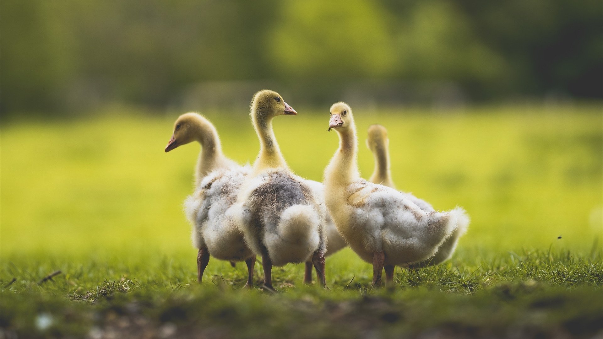 乐鱼娱乐app-CBA球队重视比赛临场沟通效果，cba球场冲突