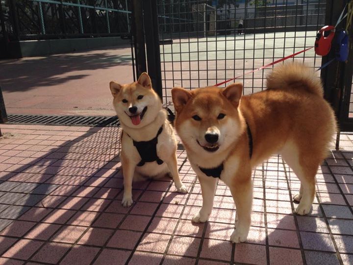 leyu乐鱼官网登录入口-中国女篮注重阵容深度 培养替补力量，中国女篮实力剧增