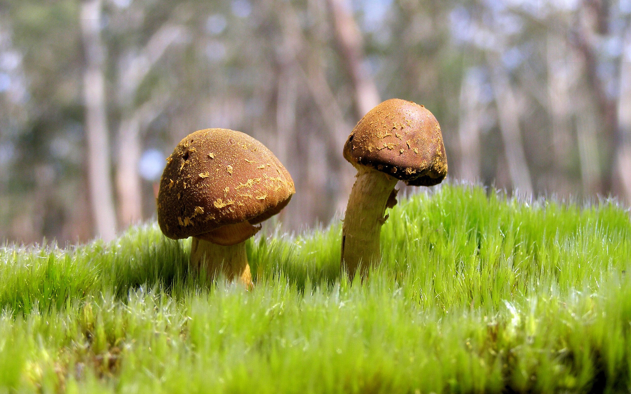 中国男篮依托快攻起手打破僵局，中国男篮输给伊朗是哪一年