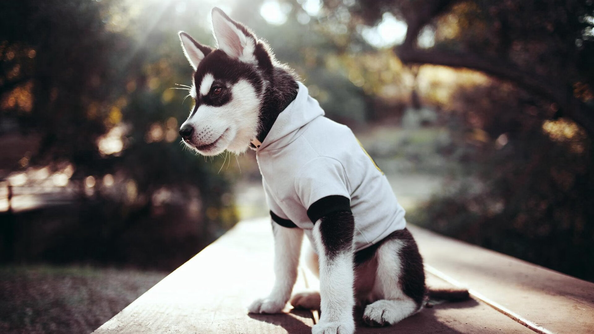 乐鱼体育平台app下载-前场空间利用是否优于人数压制成为破防新手段，前场什么意思