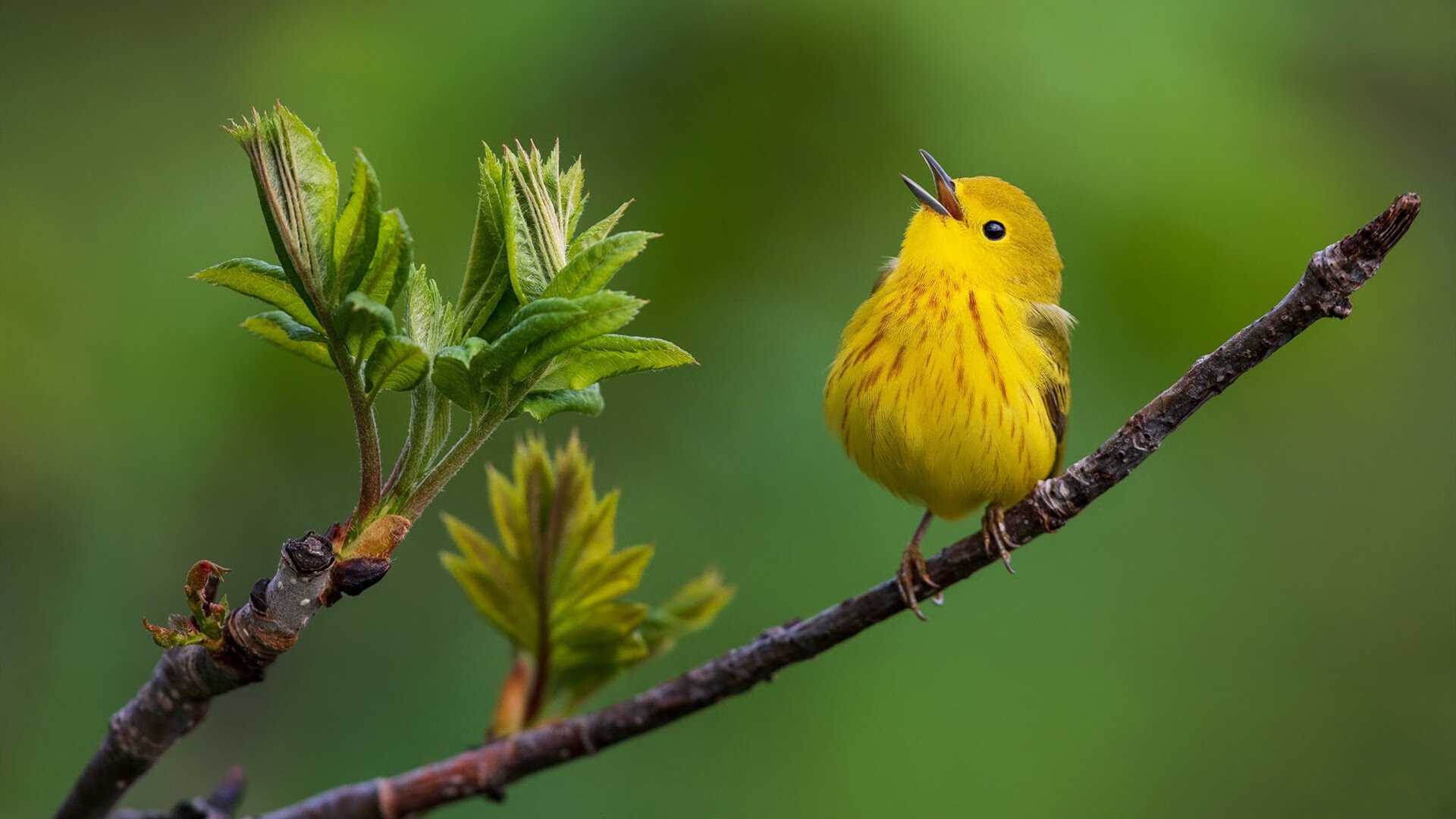 Leyu Sports (乐鱼体育)-德国女子接力表现稳定不失水准，德国接力赛