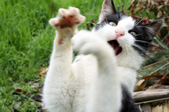 武磊专访 留洋之路充满挑战，武磊留洋一共进多少球