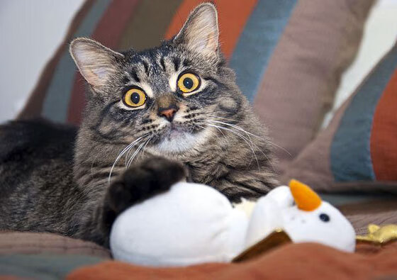 武磊专访 留洋之路充满挑战，武磊留洋一共进多少球