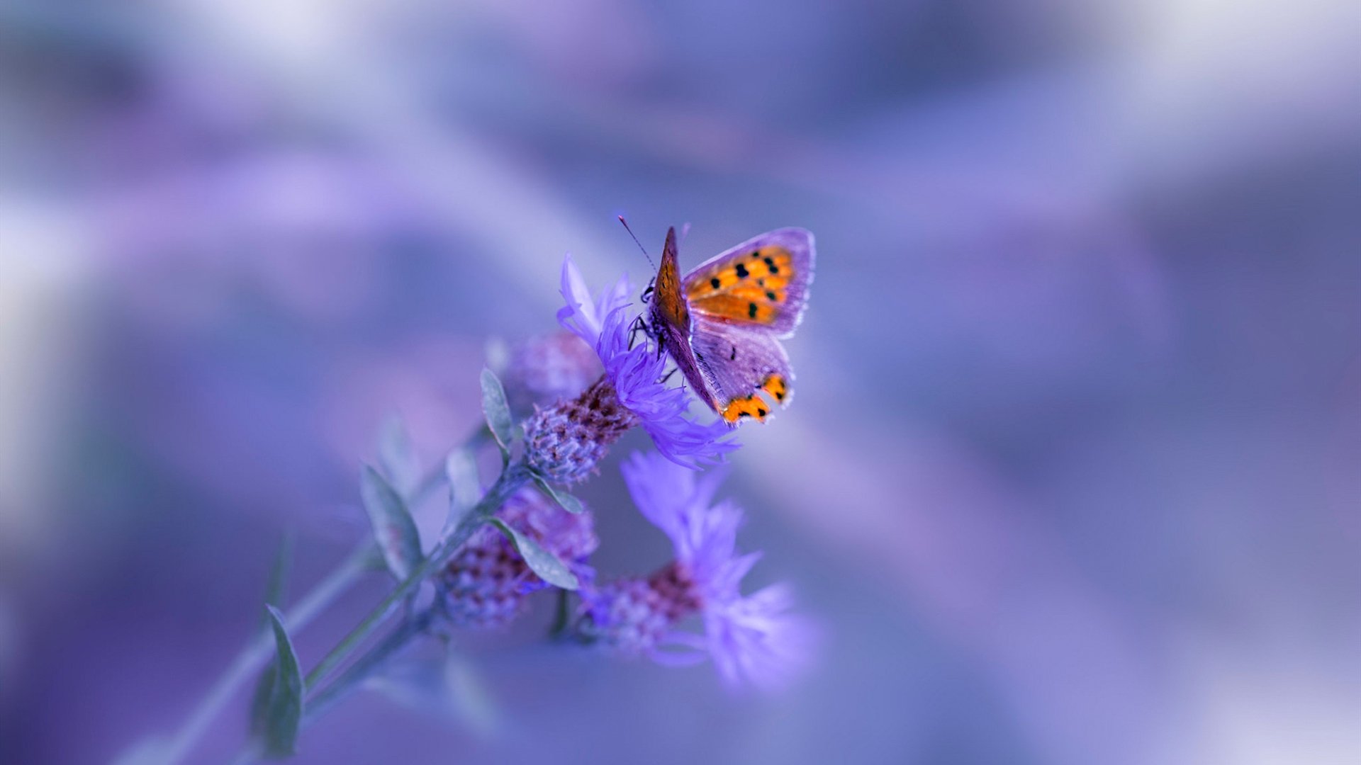 leyu乐鱼体育综合-马赛中场运转迅速形成有效控制，马赛比赛视频