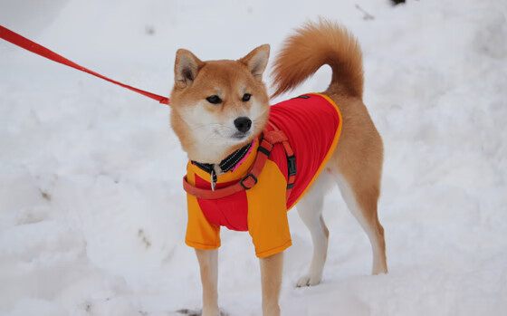 乔治反击一条龙引爆全场球迷，乔治yong