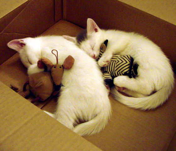 史密斯后程发力力压群雄,史密斯shc