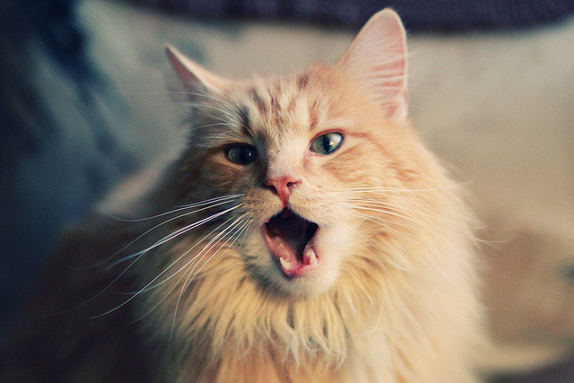 下载乐鱼体育APP-欧洲杯决战一触即发：战术变化引领潮流！，欧洲杯决策