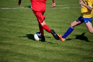 LeyuSports-比利时男篮在欧洲预赛中坚持不懈，目标奥运荣誉，比利时男子篮球队