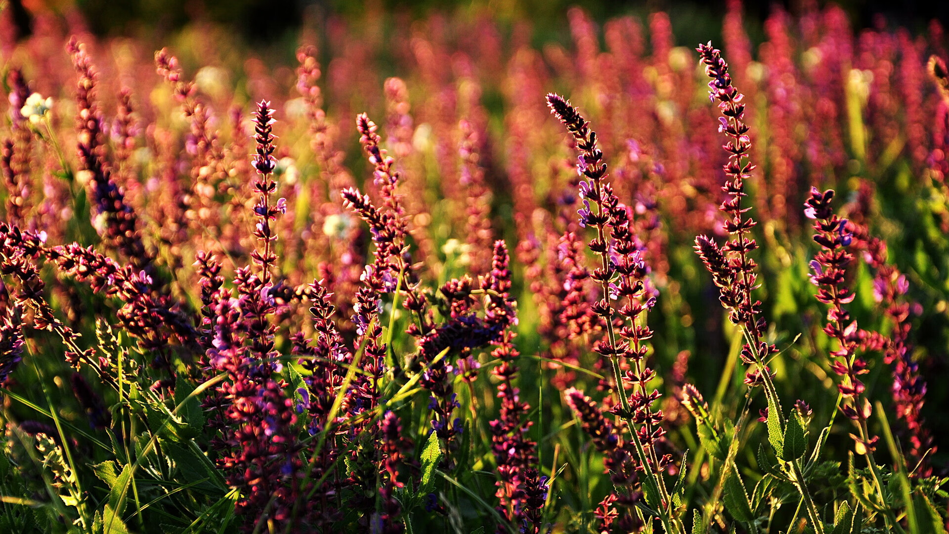 水球比赛中立代表队A女队拼搏精神可嘉,女子水球联合队队员名单