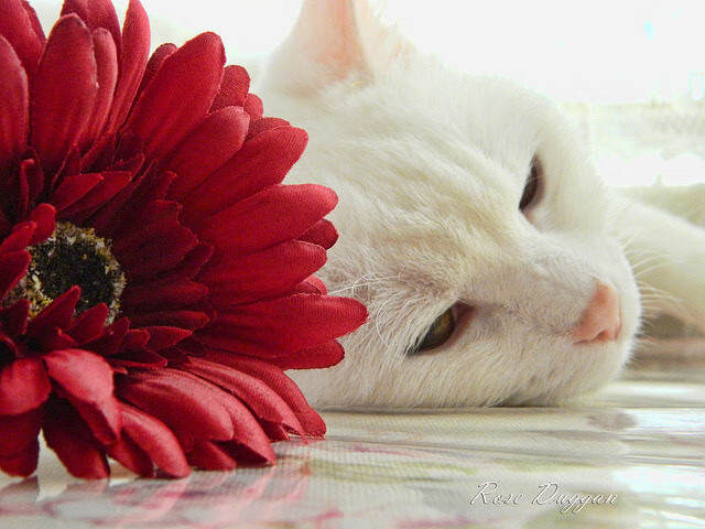 法甲决战激烈:技术与意志的双重考验,法甲决赛直播