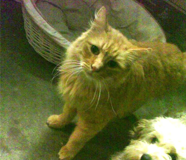 乐鱼体育-苏格兰政府加大橄榄球投资，政策利好未来，苏格兰投票