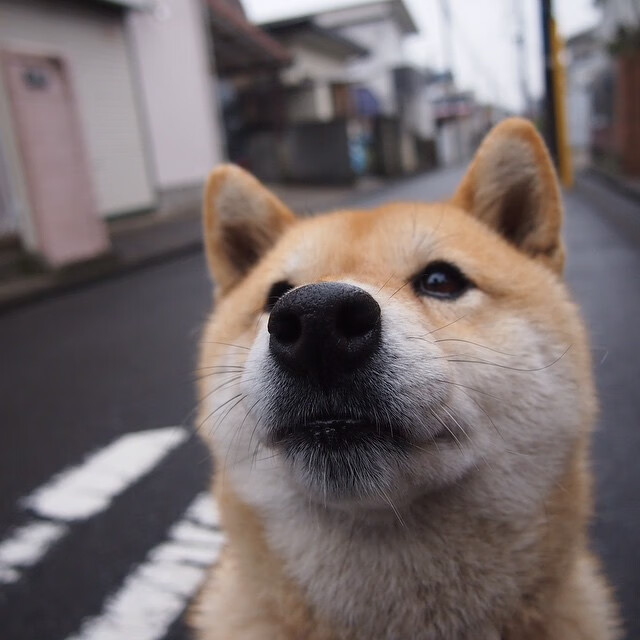 苏格兰政府加大橄榄球投资,政策利好未来,苏格兰投票