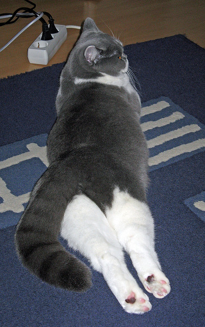 英超冲锋陷阵:每一秒都赛场每一秒精彩!,英超brighton